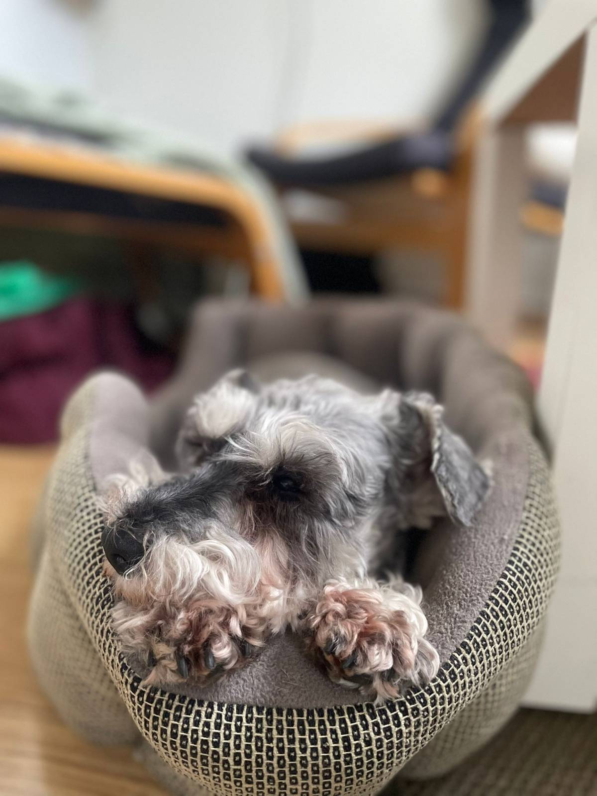 Ana Miguel - Peniche - Dog Sitting