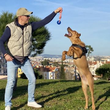 TrainedDogs - Amadora - Treino de Cães - Aulas