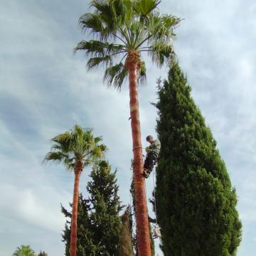 Sampaio Jardins Garden Lda - Redondo - Remoção de Arbustos