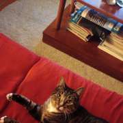 Joana Mendes - Seixal - Cat Sitting