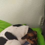 Juan Rodríguez (Juanperro) - Albufeira - Hundesitter