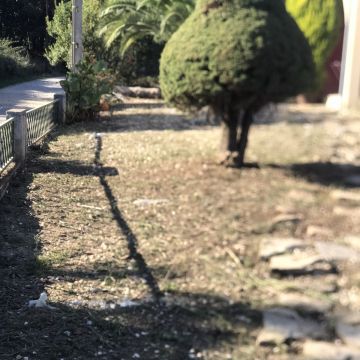 Irmãos Cândido - Viseu - Shrub Removal