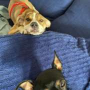 Juan Rodríguez (Juanperro) - Albufeira - Hundepension