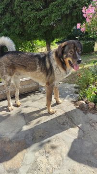 Pension pour chiens