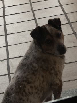 Hotel para Cães
