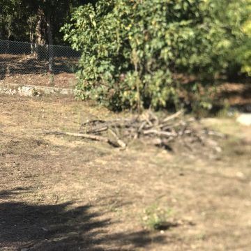 Irmãos Cândido - Viseu - Remoção de Tronco de Árvore