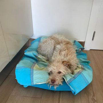 Ana Miguel - Peniche - Pet Sitting