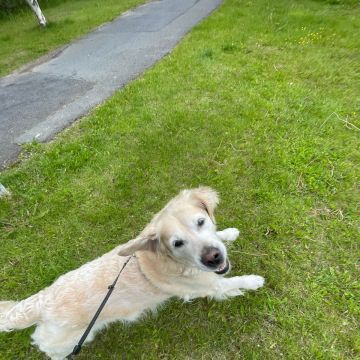 Ana Miguel - Peniche - Dog Daycare
