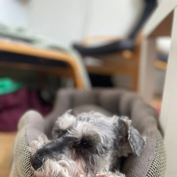 Ana Miguel - Peniche - Dog Sitting