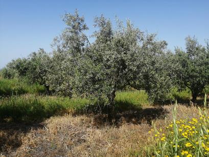 Eng Leonildo Morais - Campo Maior - Immobilien