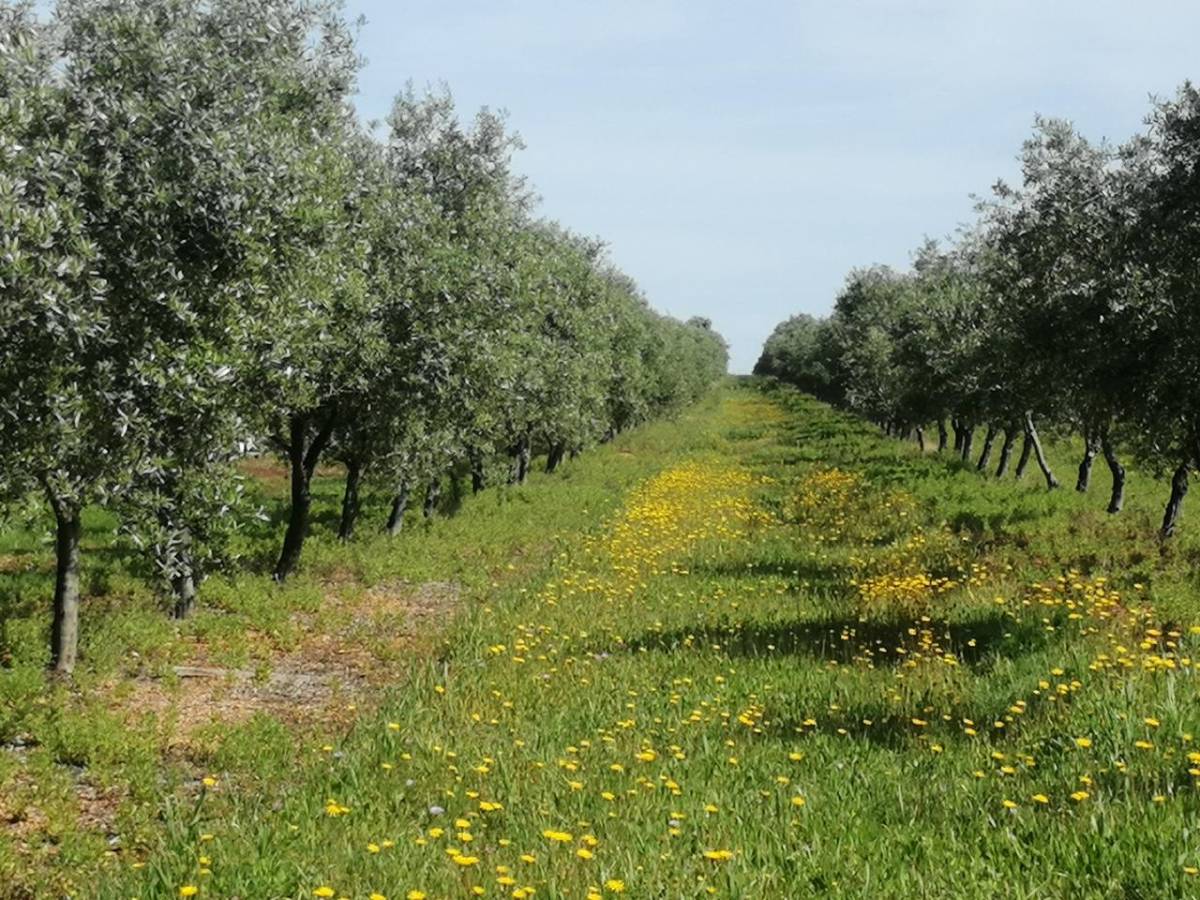 Eng Leonildo Morais - Campo Maior - Grundstücks- und Immobilienbewertung