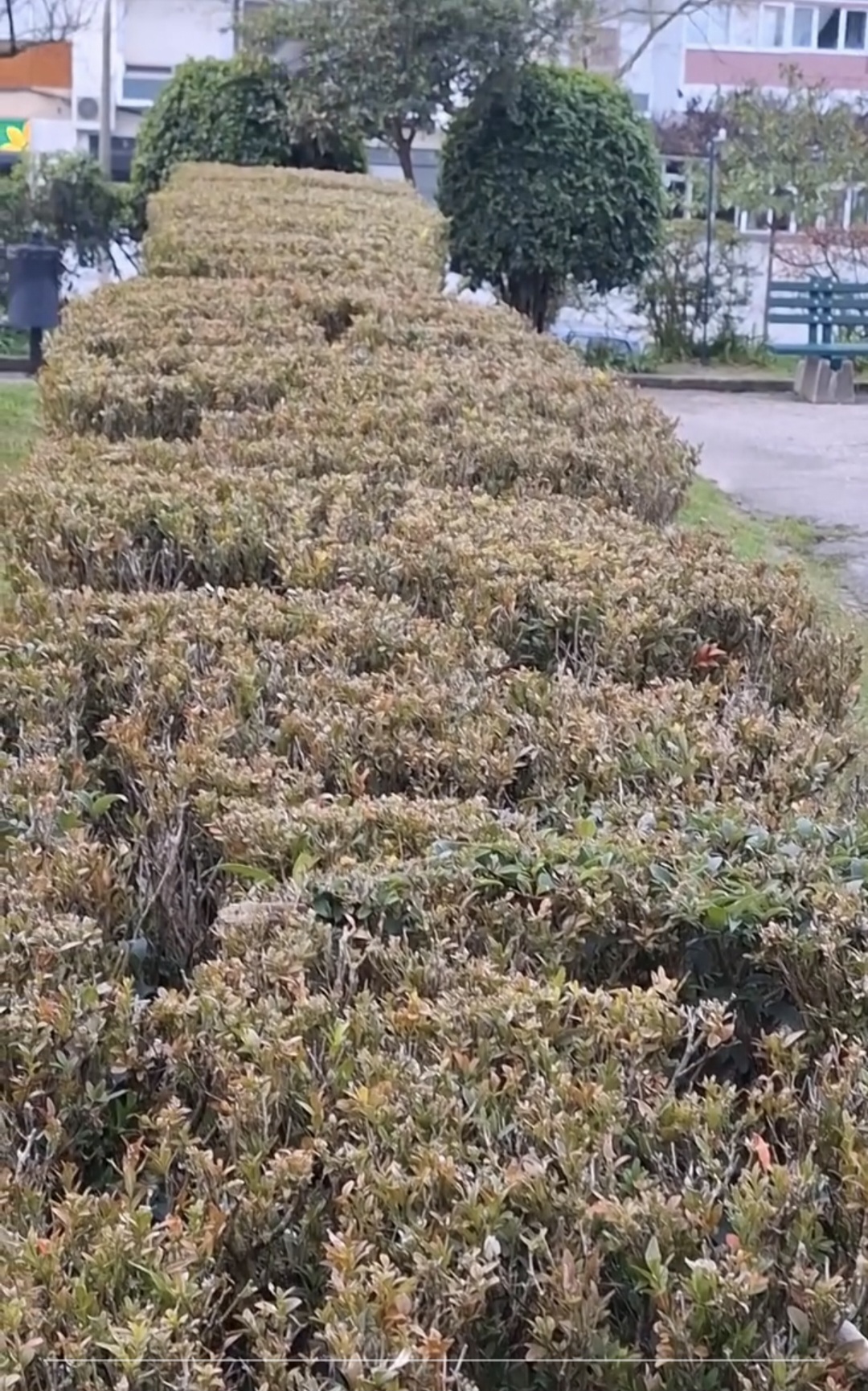 BOMBEIRO JARDINEIRO - Loures - Corte e Aparação de Relvado