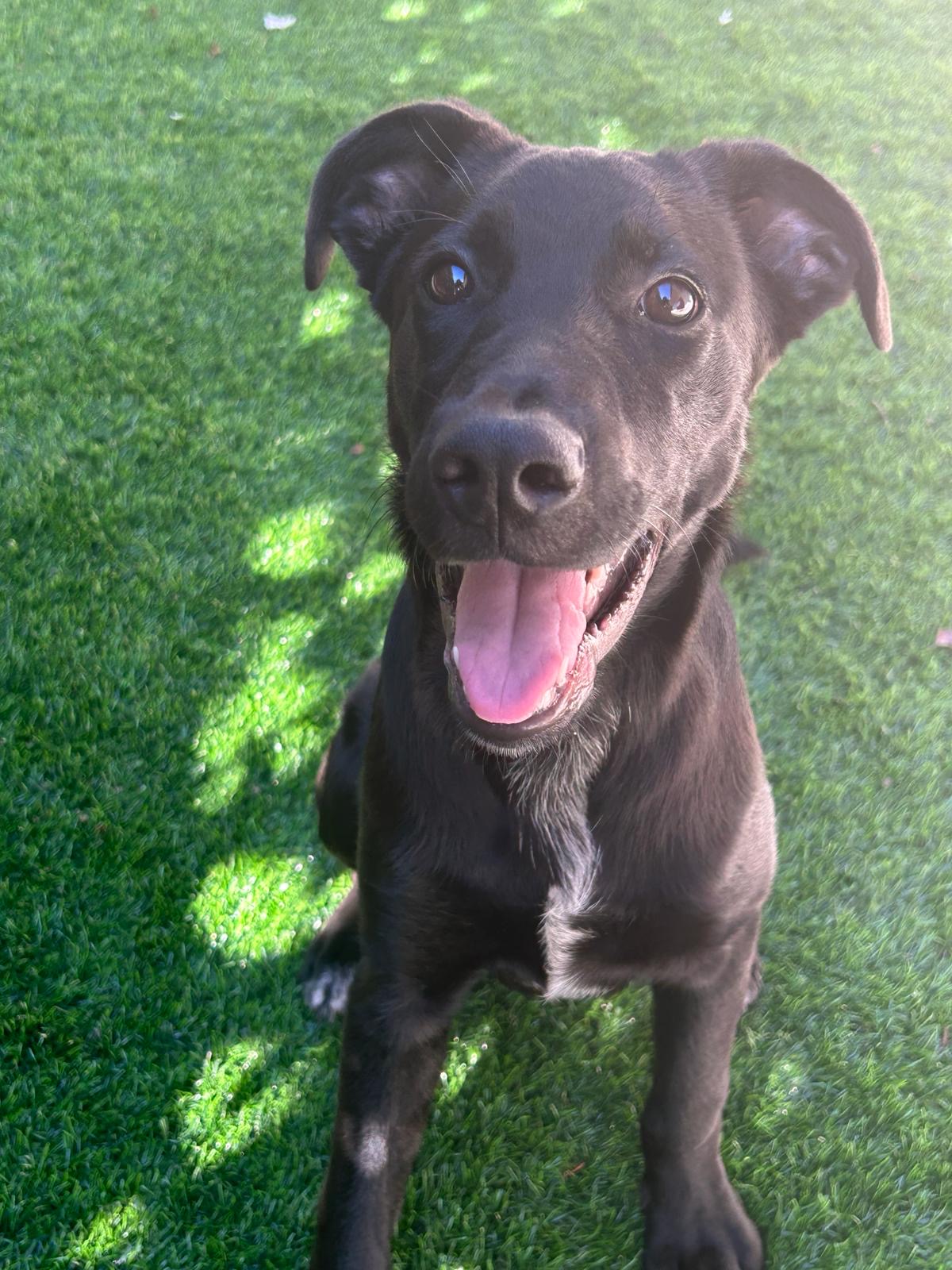 NoSiro - Santo Tirso - Dog Walking