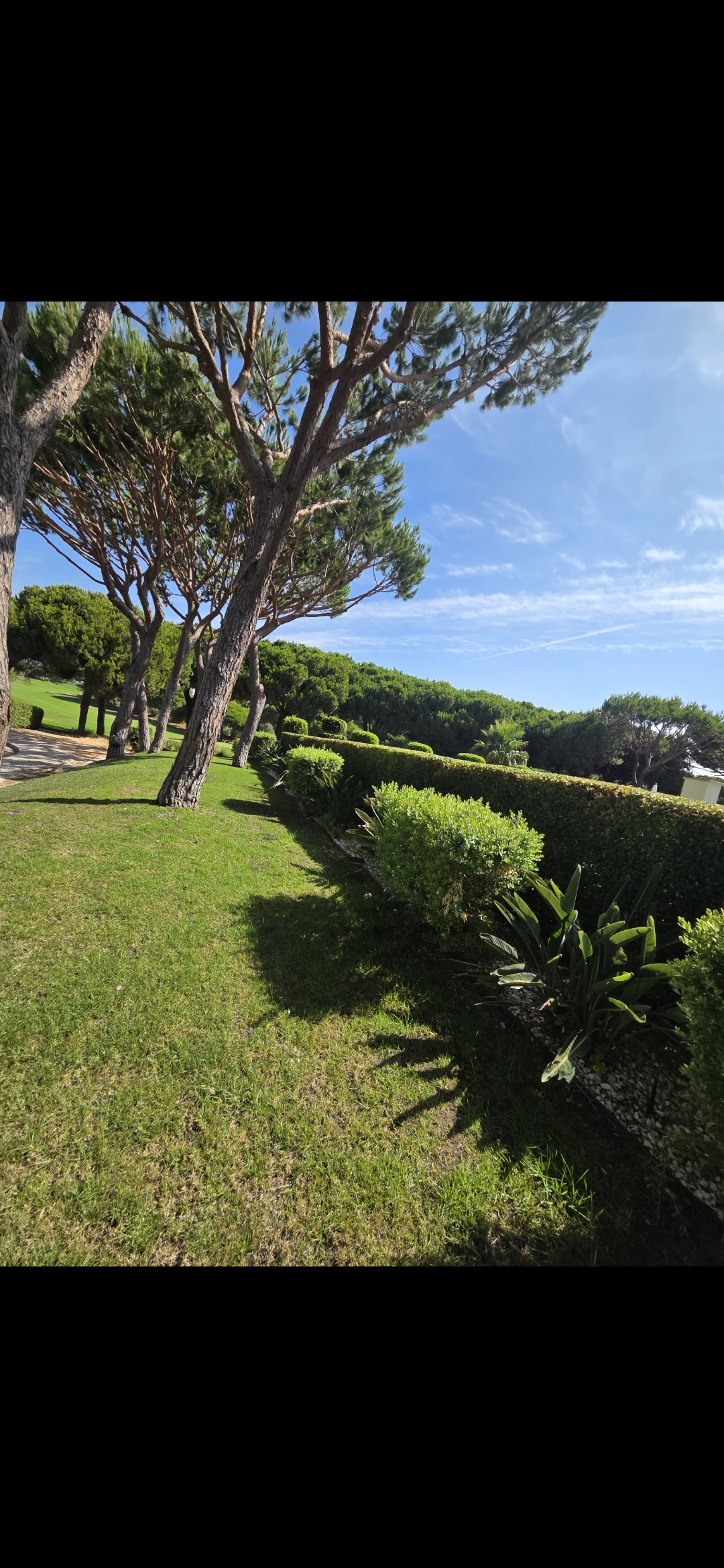 Leandro gardens&pools - Loulé - Remoção de Arbustos