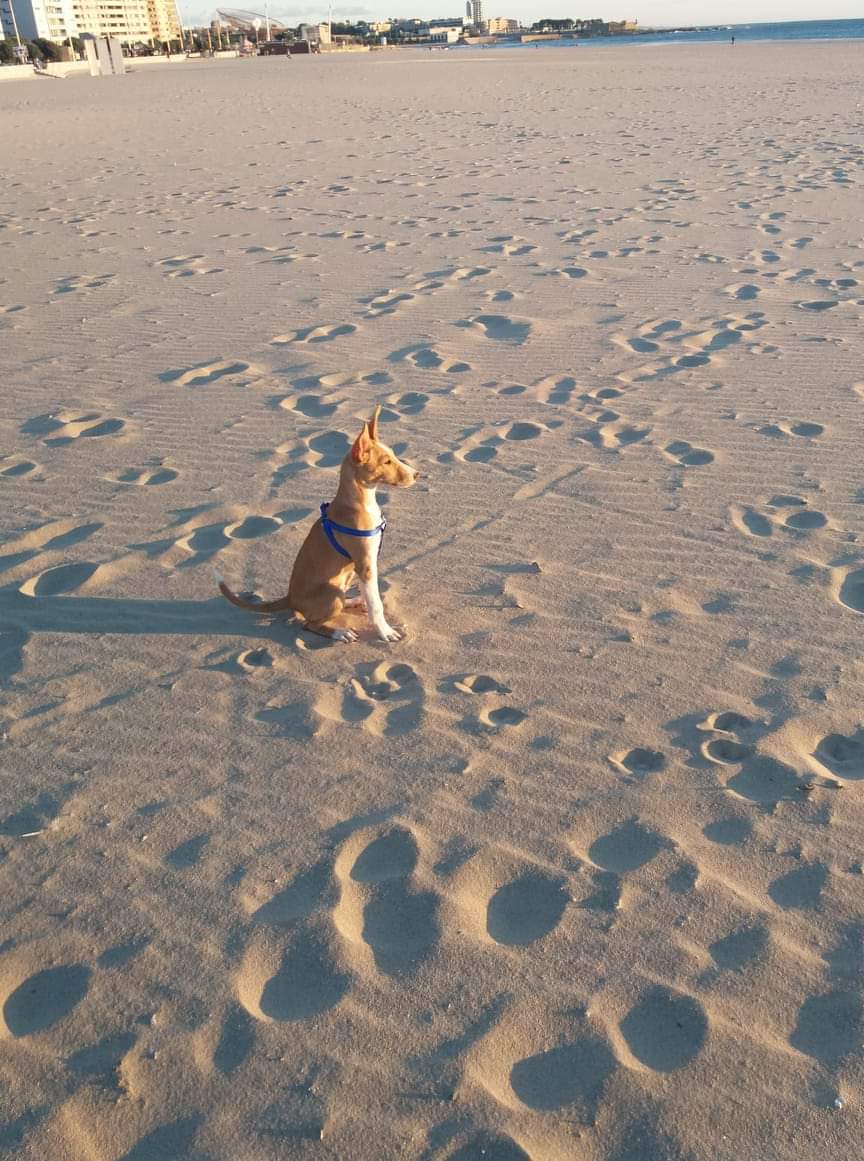 HelenaC - Vila Nova de Famalicão - Dog Walking