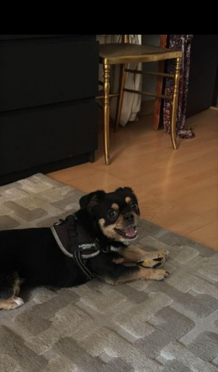 Beatriz Monteiro - Amadora - Paseador de perros