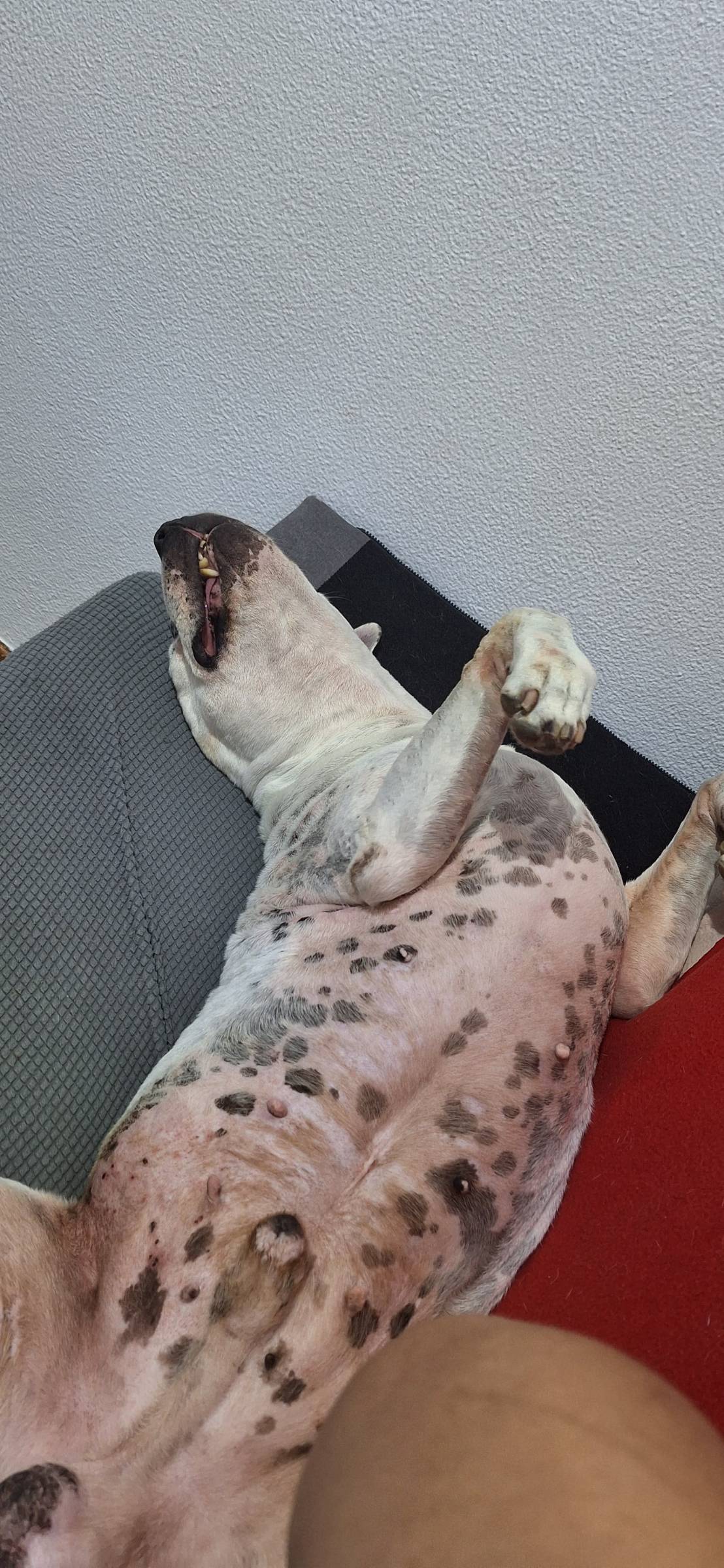 Guardião Pet - Funchal - Pet Care and Grooming