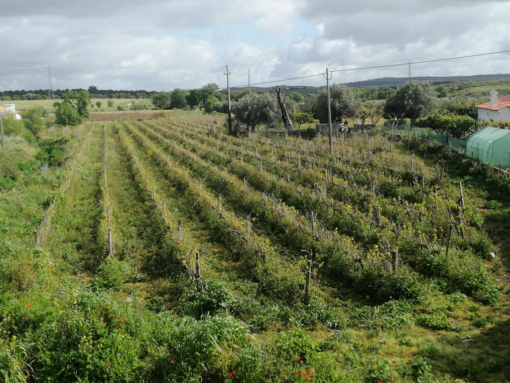 Eng Leonildo Morais - Campo Maior - Grundstücks- und Immobilienbewertung