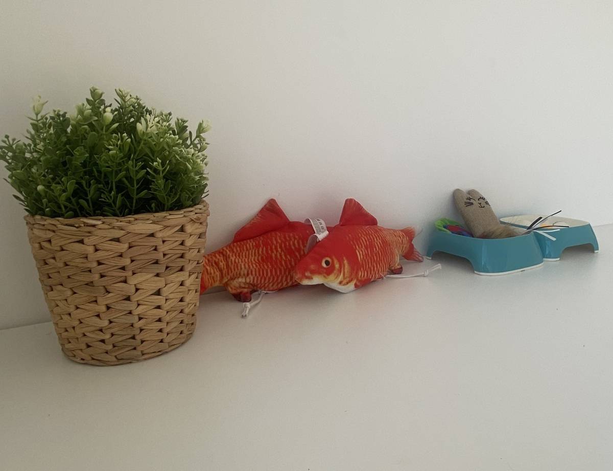 Joana Cunha - Porto - Cat Sitting