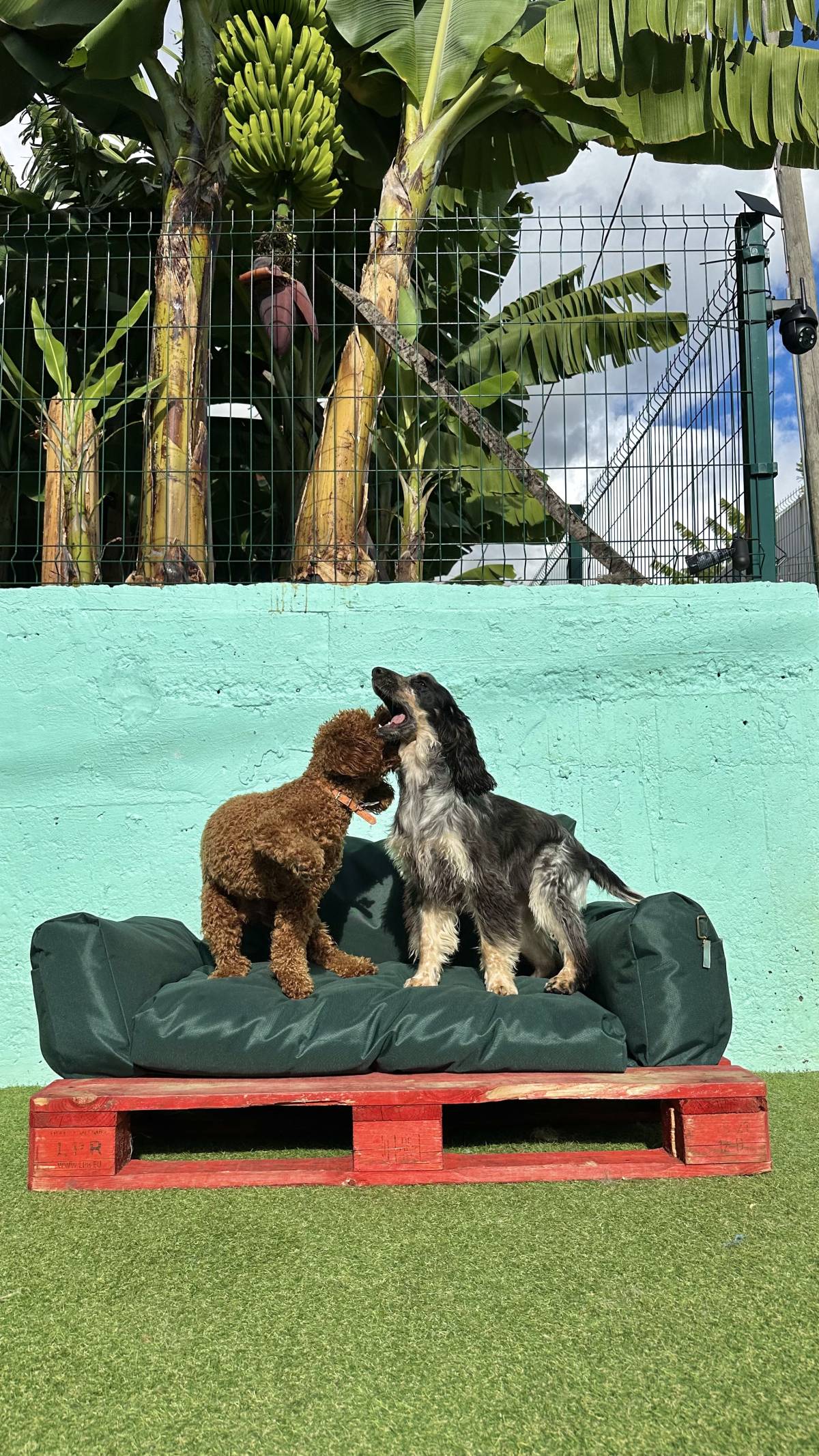 Guardião Pet - Funchal - Pet Sitting and Walking