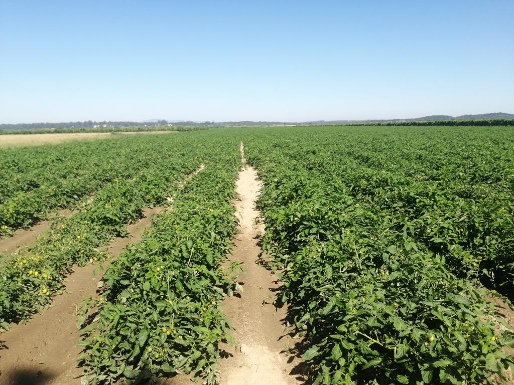 Eng Leonildo Morais - Campo Maior - Immobilien