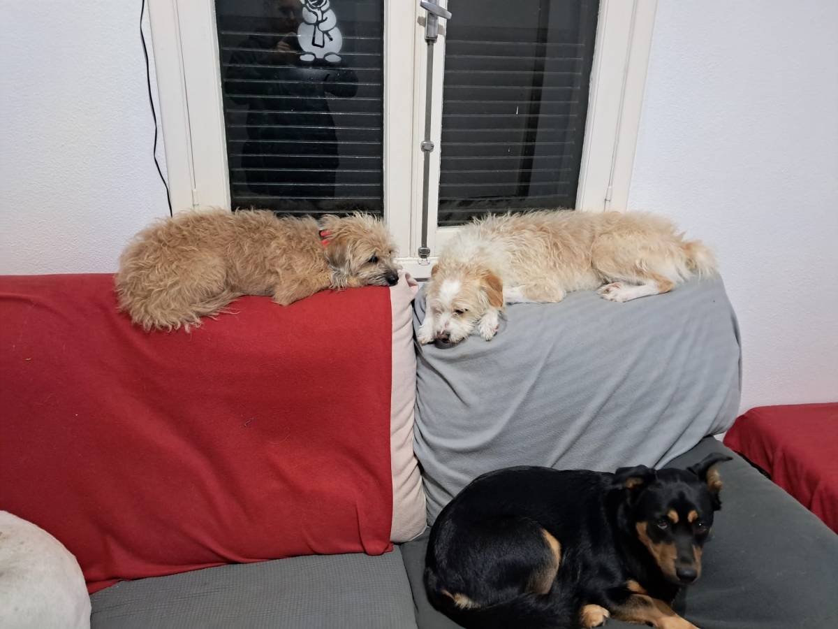 Guardião Pet - Funchal - Pet Sitting and Walking