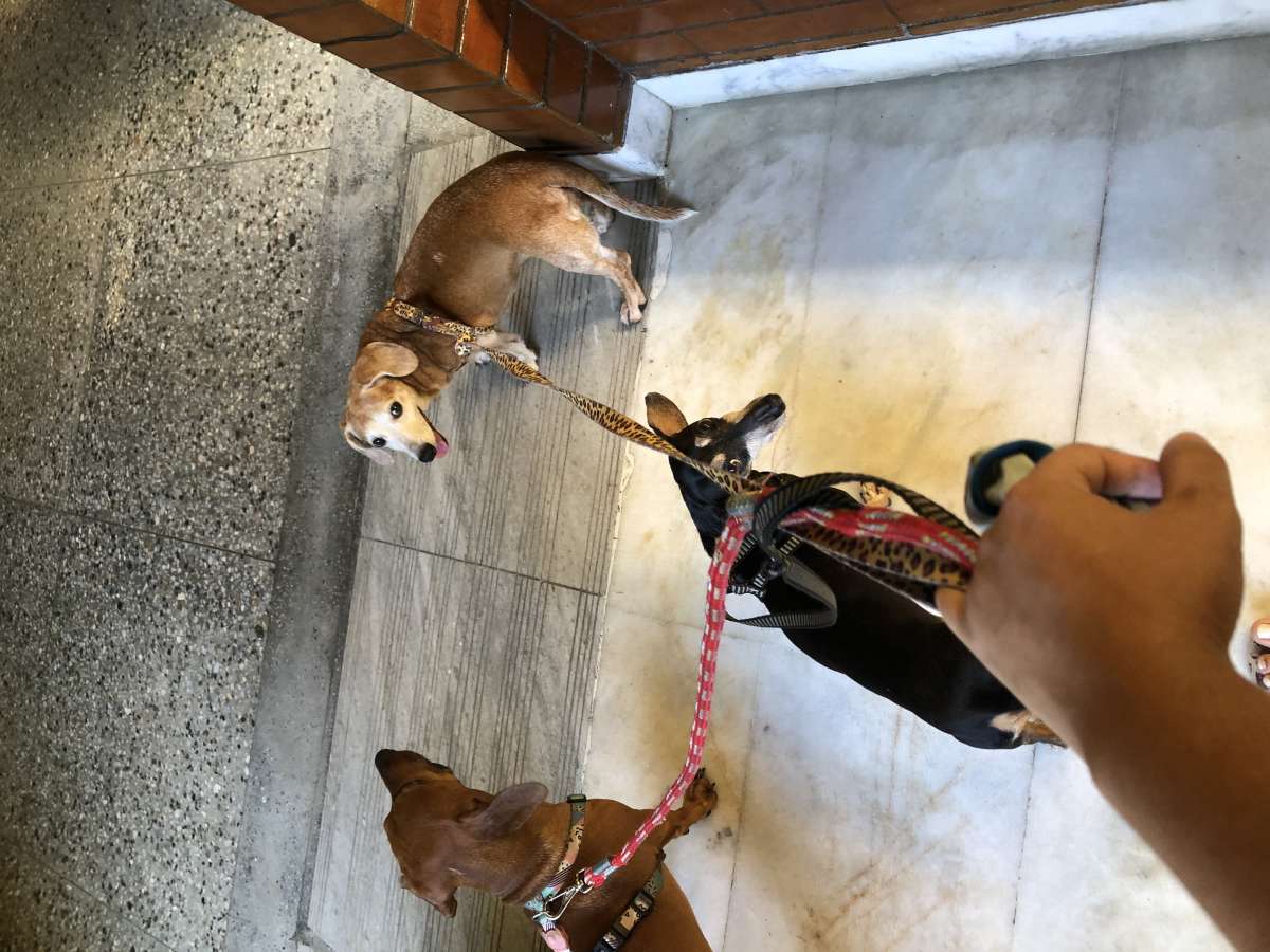 Jessica Leao - Valença - Hotel para Cães