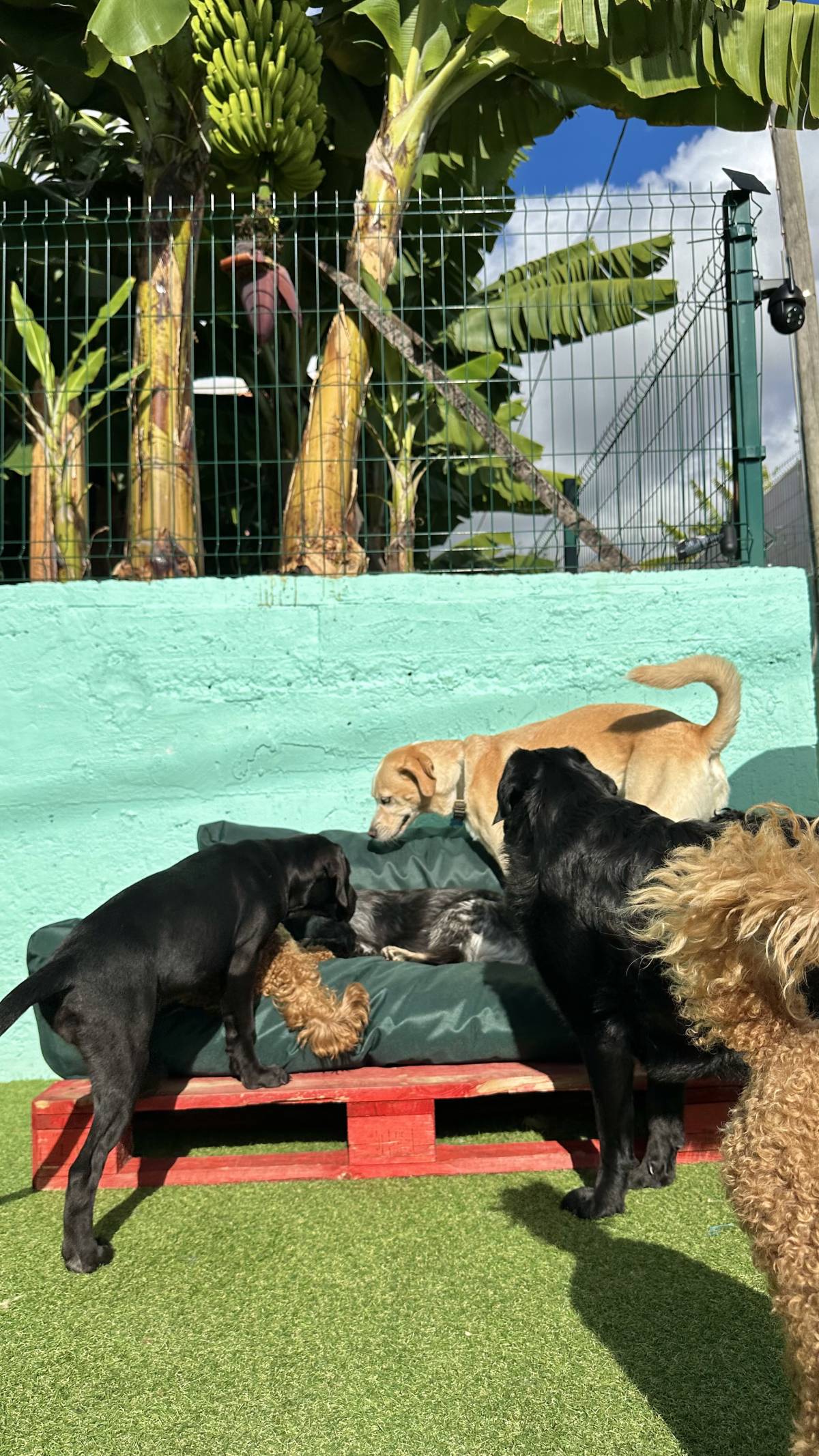 Guardião Pet - Funchal - House Sitting and Property Management