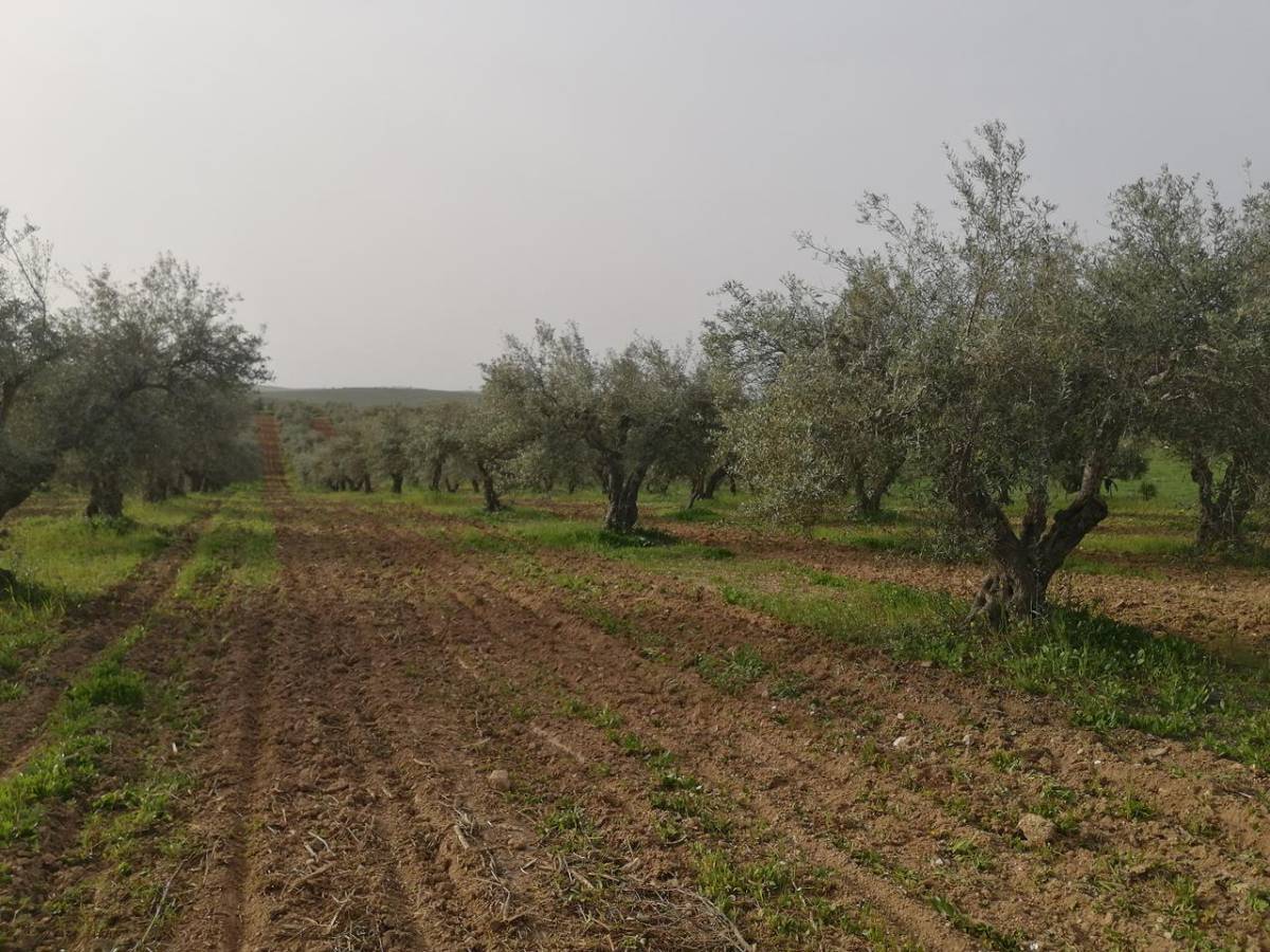 Eng Leonildo Morais - Campo Maior - Immobilien
