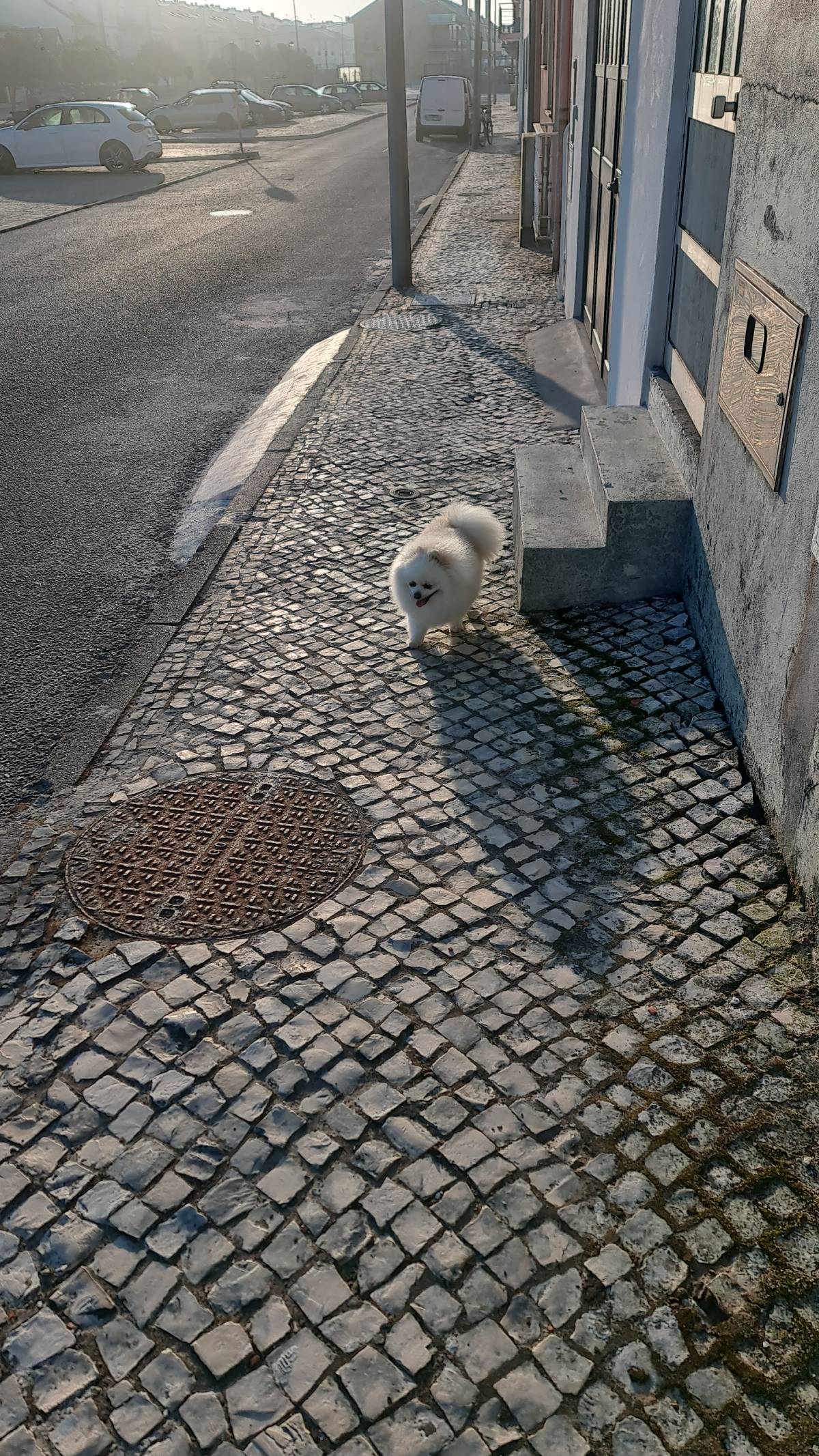 Gabriela Rebimbas - Murtosa - Dog Walking