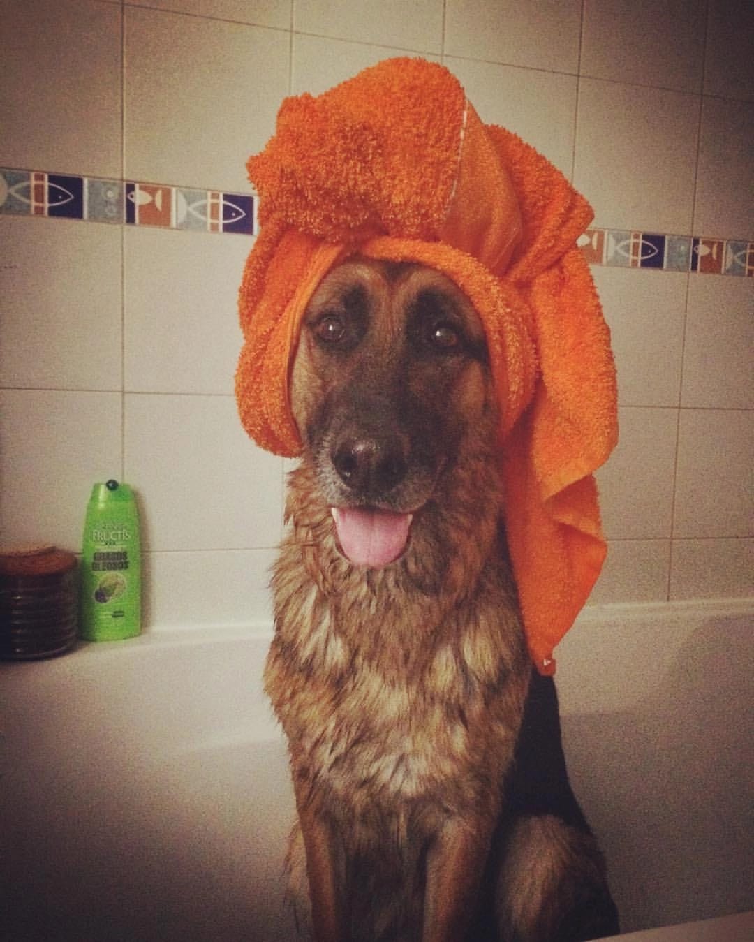 Ângela - Barreiro - Hôtel pour animaux de compagnie