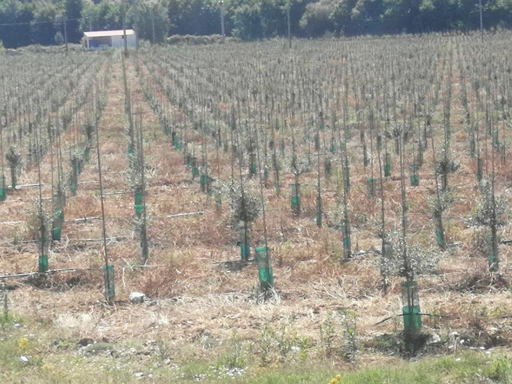 Eng Leonildo Morais - Campo Maior - Grundstücks- und Immobilienbewertung