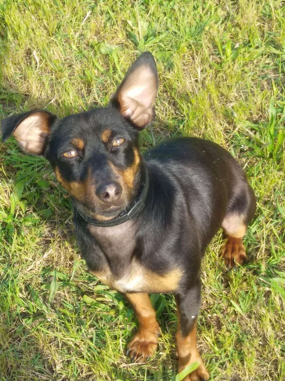 Lígia Fernandes - Gondomar - Dog Walking