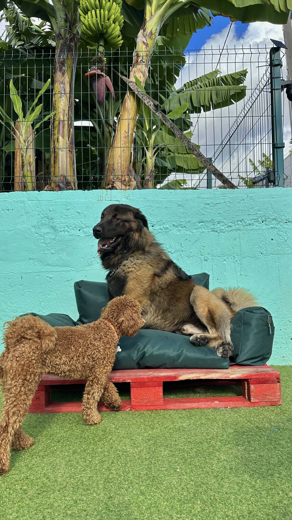 Guardião Pet - Funchal - Dog Hotel