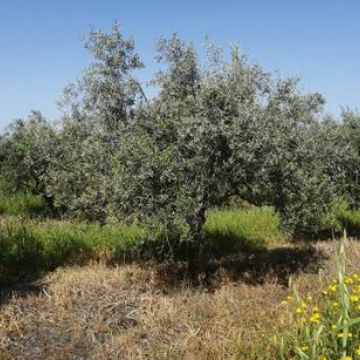 Eng Leonildo Morais - Campo Maior - Immobilien
