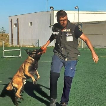 Daniel Mestre - Treinador de cães (dm.treinadorcanino) - Castro Verde - Dog Walking