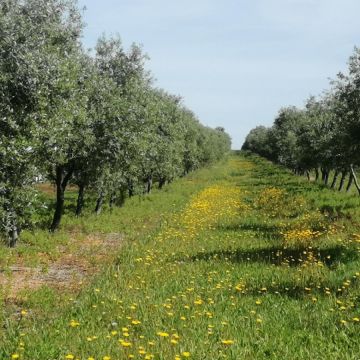 Eng Leonildo Morais - Campo Maior - Grundstücks- und Immobilienbewertung
