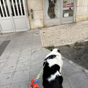 BemMontado & BemCuidado - Lisboa - Insonorização