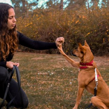 Adiestramiento de perros - Daniela Costa - 