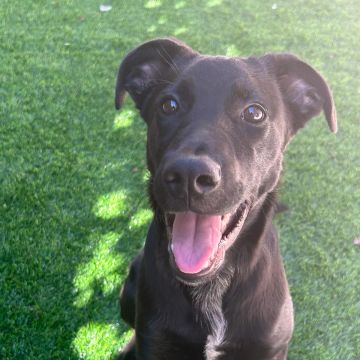 NoSiro - Santo Tirso - Dog Walking