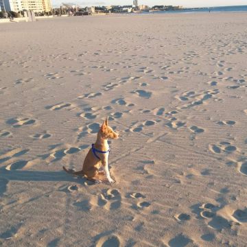 HelenaC - Vila Nova de Famalicão - Dog Walking