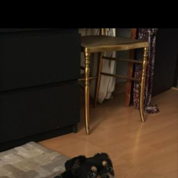 Beatriz Monteiro - Amadora - Paseador de perros