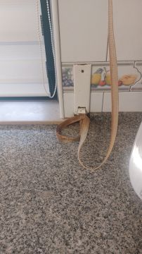 Blinds Repairer