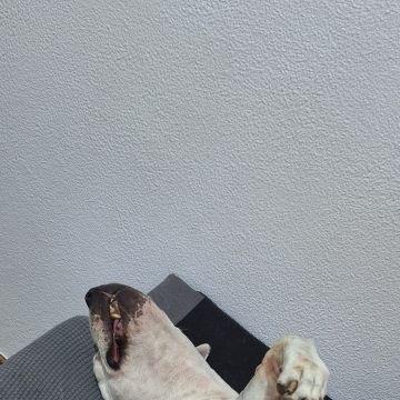 Guardião Pet - Funchal - Pet Care and Grooming