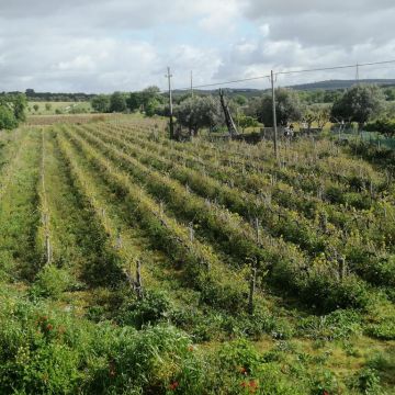 Eng Leonildo Morais - Campo Maior - Grundstücks- und Immobilienbewertung