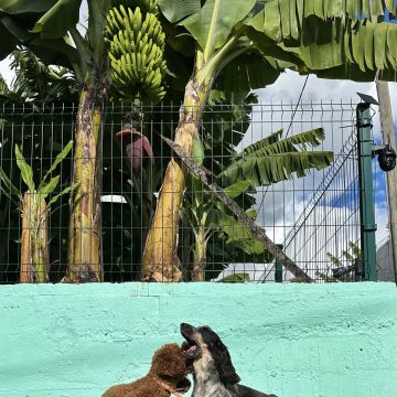 Guardião Pet - Funchal - Pet Sitting and Walking