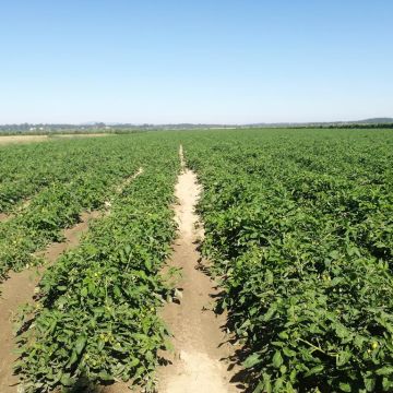 Eng Leonildo Morais - Campo Maior - Immobilien