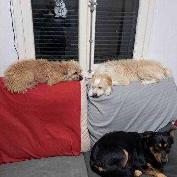 Guardião Pet - Funchal - Pet Sitting and Walking