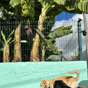 Guardião Pet - Funchal - House Sitting and Property Management