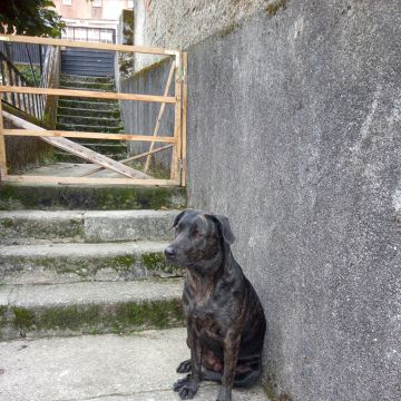 Pedro Miguel Matos - Gouveia - Dog Training - Private Lessons